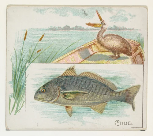 Chub, from Fish from American Waters series (N39) for Allen & Ginter Cigarettes by Allen & Ginter, print, 1889