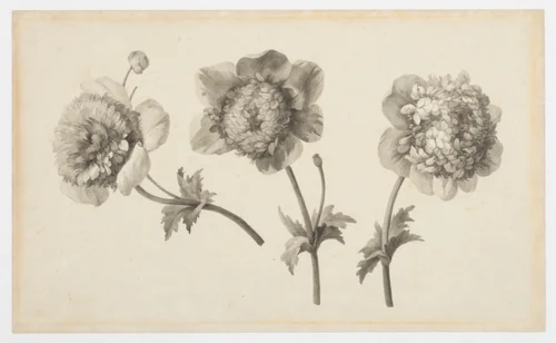 Three Peonies by Anne Vallayer-Coster, drawing, 1805-1815