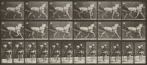 Plate Number 611. "Katydid" trotting, harnessed to sulky by Eadweard Muybridge, photograph, 1887