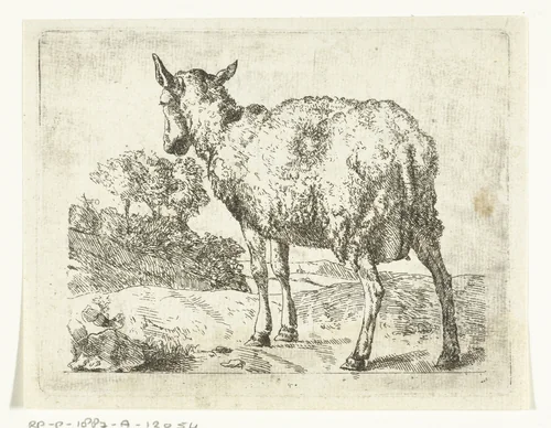Staand schaap, van achter gezien by anonymous, print, 1657-1800