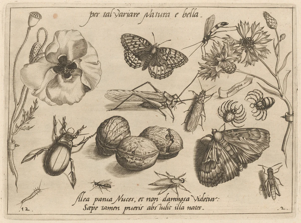 Archetypa studiaque patris Georgii Hoefnagelii [Part 2, Plate 12] by Jacob Hoefnagel; Joris Hoefnagel, print, 1592