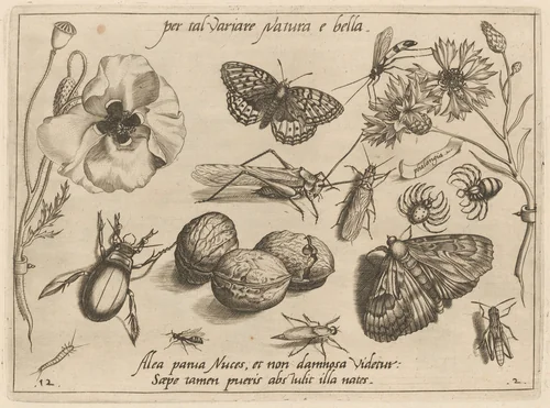 Archetypa studiaque patris Georgii Hoefnagelii [Part 2, Plate 12] by Jacob Hoefnagel; Joris Hoefnagel, print, 1592