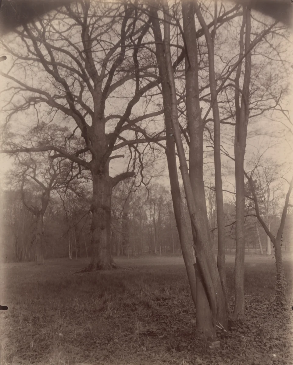Saint-Cloud by Eugène Atget, photograph, 1926