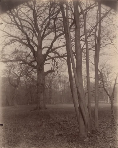 Saint-Cloud by Eugène Atget, photograph, 1926