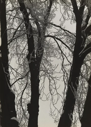 White Poplar by Aenne Biermann, photograph, 1924