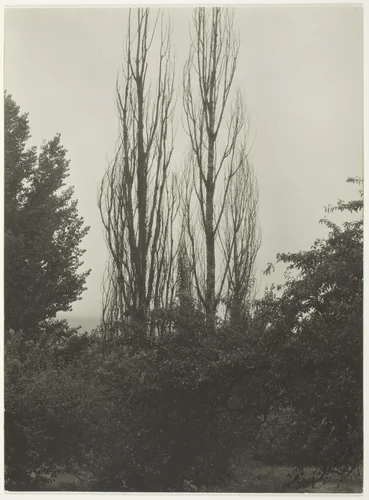 Poplars - Lake George by Alfred Stieglitz, photograph, 1935