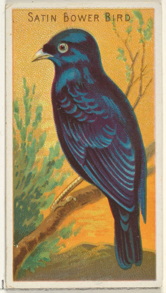 Satin Bower Bird, from the Birds of the Tropics series (N5) for Allen & Ginter Cigarettes Brands by Allen & Ginter, print, 1889