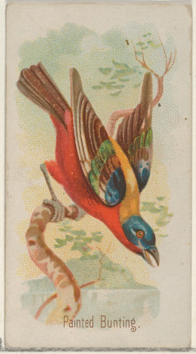 Painted Bunting, from the Song Birds of the World series (N23) for Allen & Ginter Cigarettes by Allen & Ginter, print, 1890