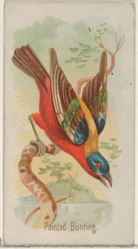 Painted Bunting, from the Song Birds of the World series (N23) for Allen & Ginter Cigarettes by Allen & Ginter, print, 1890