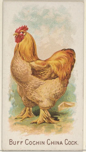 Buff Cochin China Cock, from the Prize and Game Chickens series (N20) for Allen & Ginter Cigarettes by Allen & Ginter, print, 1891