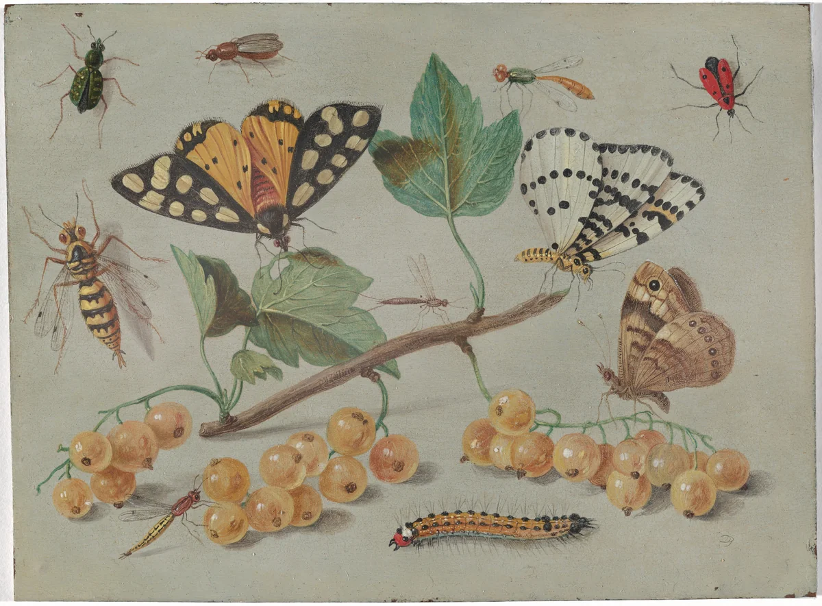 Study of Butterfly and Insects by Jan van Kessel, painting, 1655