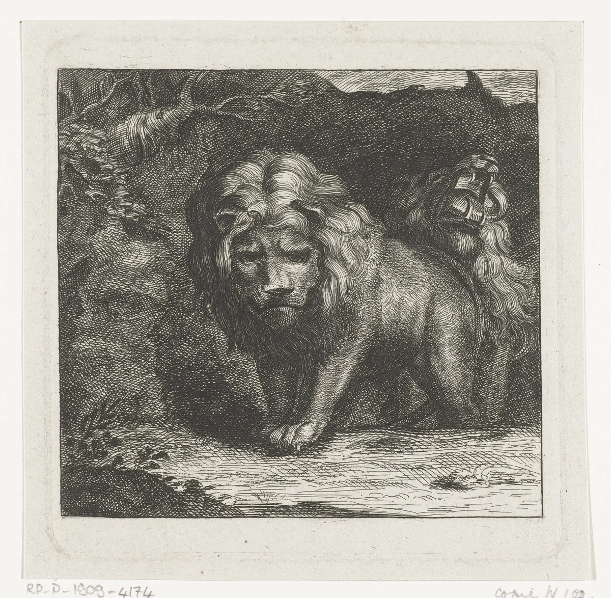 Twee leeuwen bij de ingang van hun hol by anonymous, print, 1750-1900