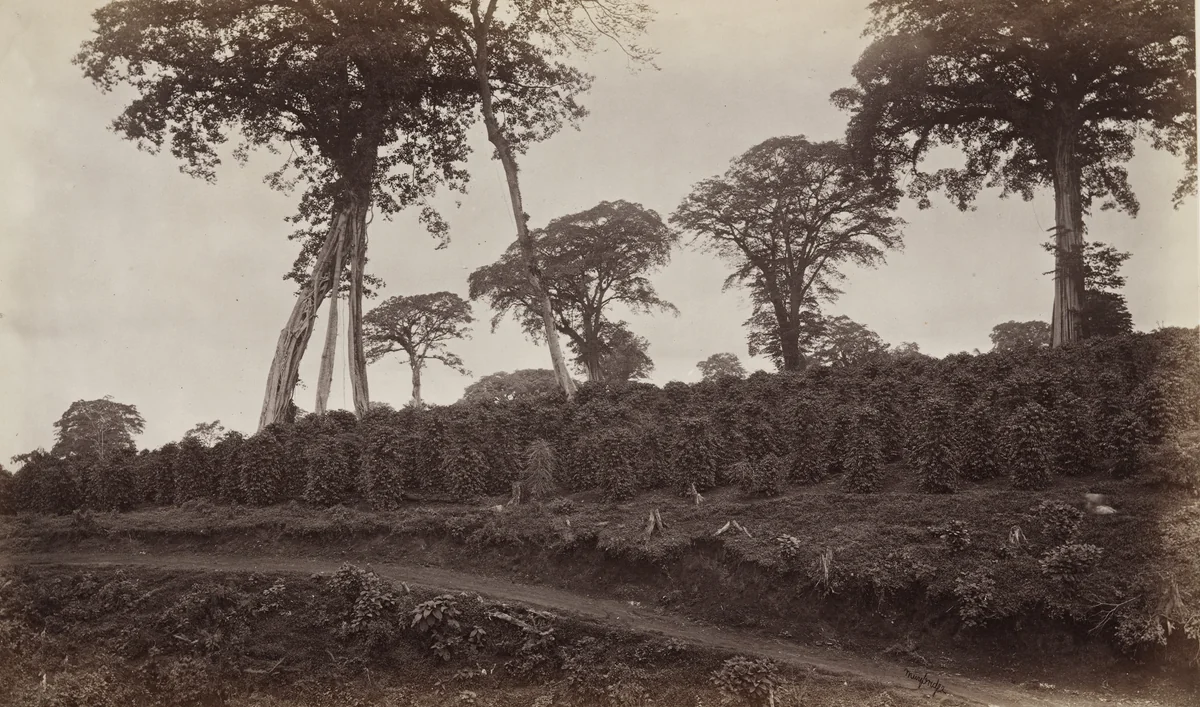 Coffee Plantation at Las Nubes by Eadweard Muybridge, photograph, 1875