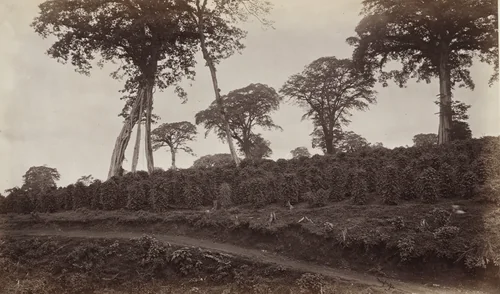 Coffee Plantation at Las Nubes by Eadweard Muybridge, photograph, 1875
