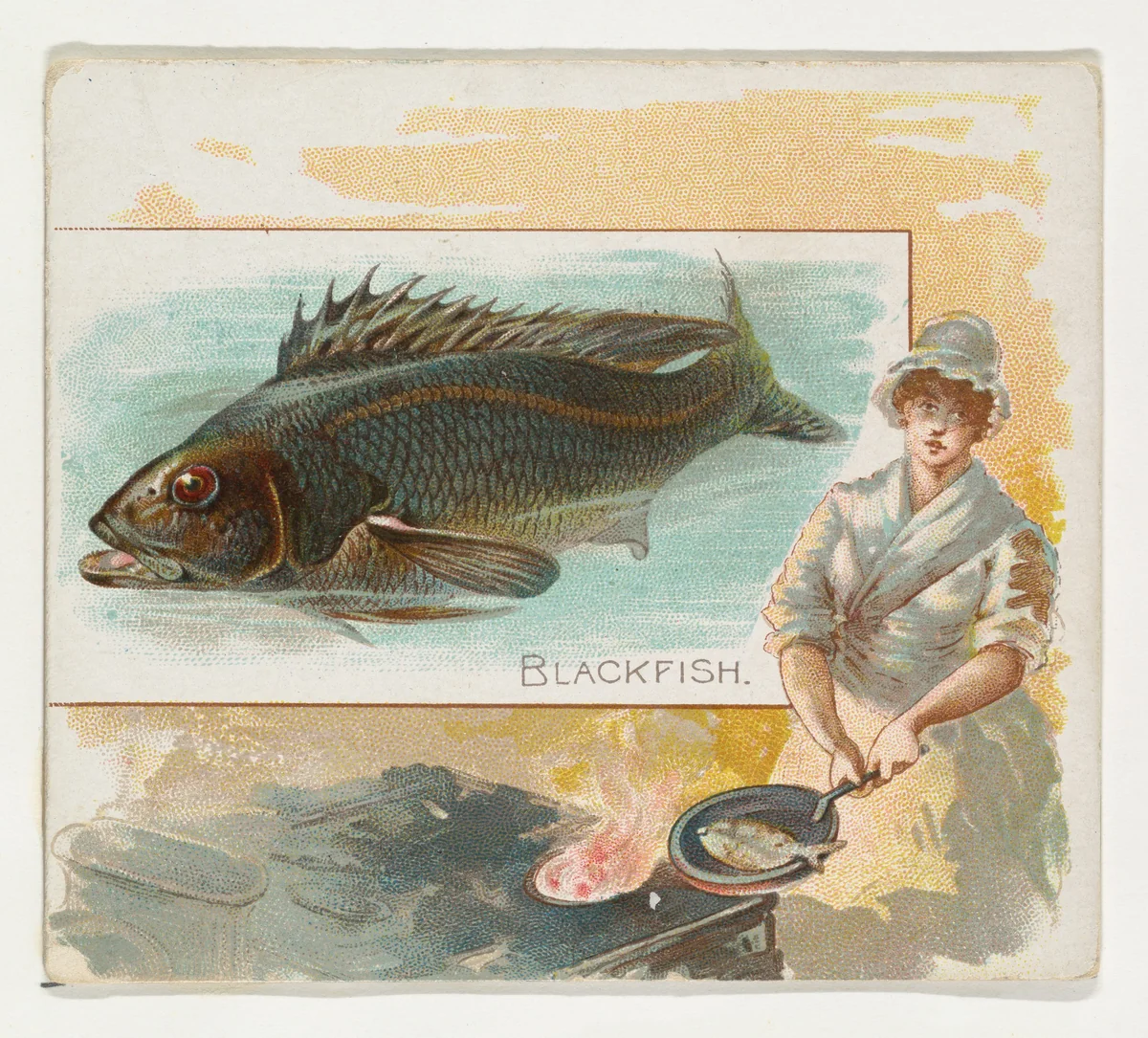 Blackfish, from Fish from American Waters series (N39) for Allen & Ginter Cigarettes by Allen & Ginter, print, 1889