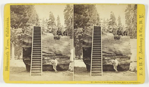 Section of the Original Big Tree, 92 ft. in circumference, No. 10 from the series "Mammoth Trees, California" by Anthony & Company, photograph, 1870-1871