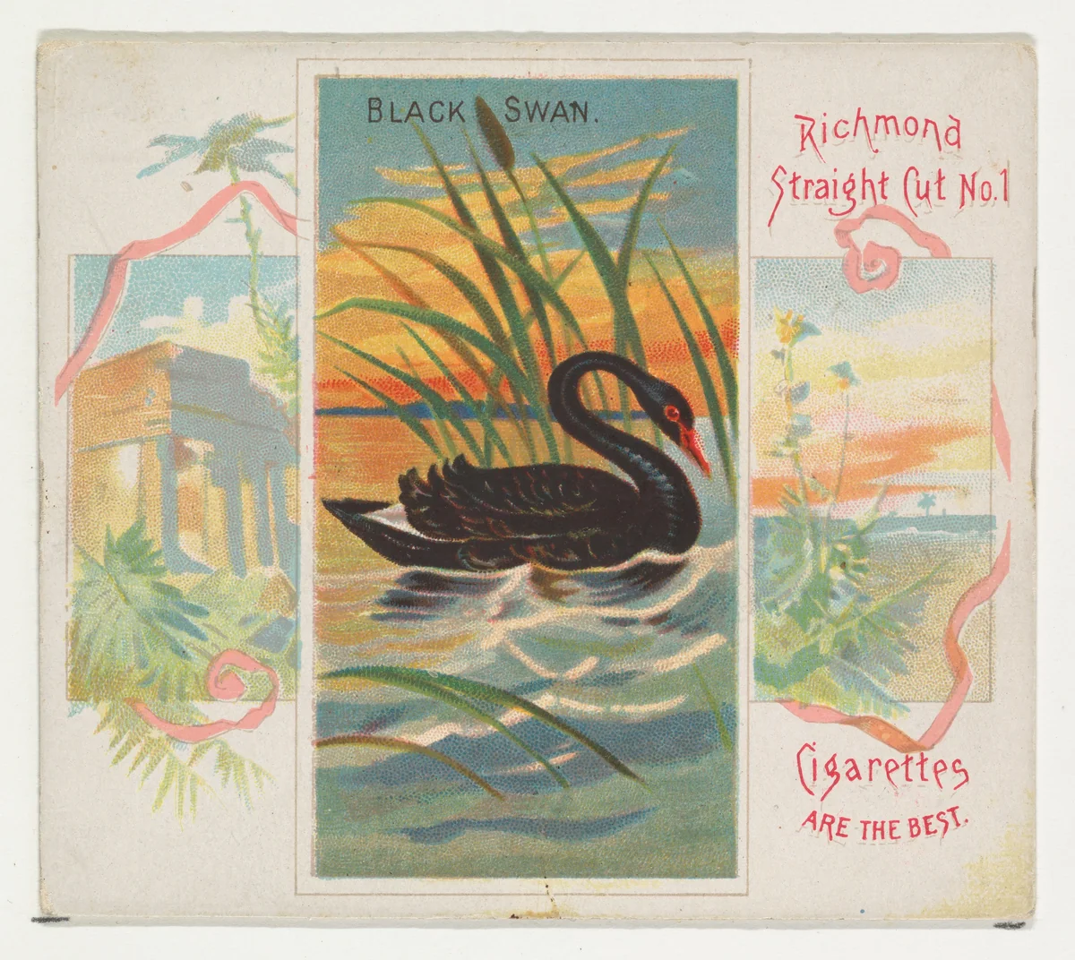 Black Swan, from Birds of the Tropics series (N38) for Allen & Ginter Cigarettes by Allen & Ginter, print, 1889
