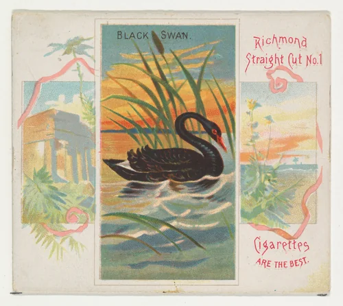 Black Swan, from Birds of the Tropics series (N38) for Allen & Ginter Cigarettes by Allen & Ginter, print, 1889