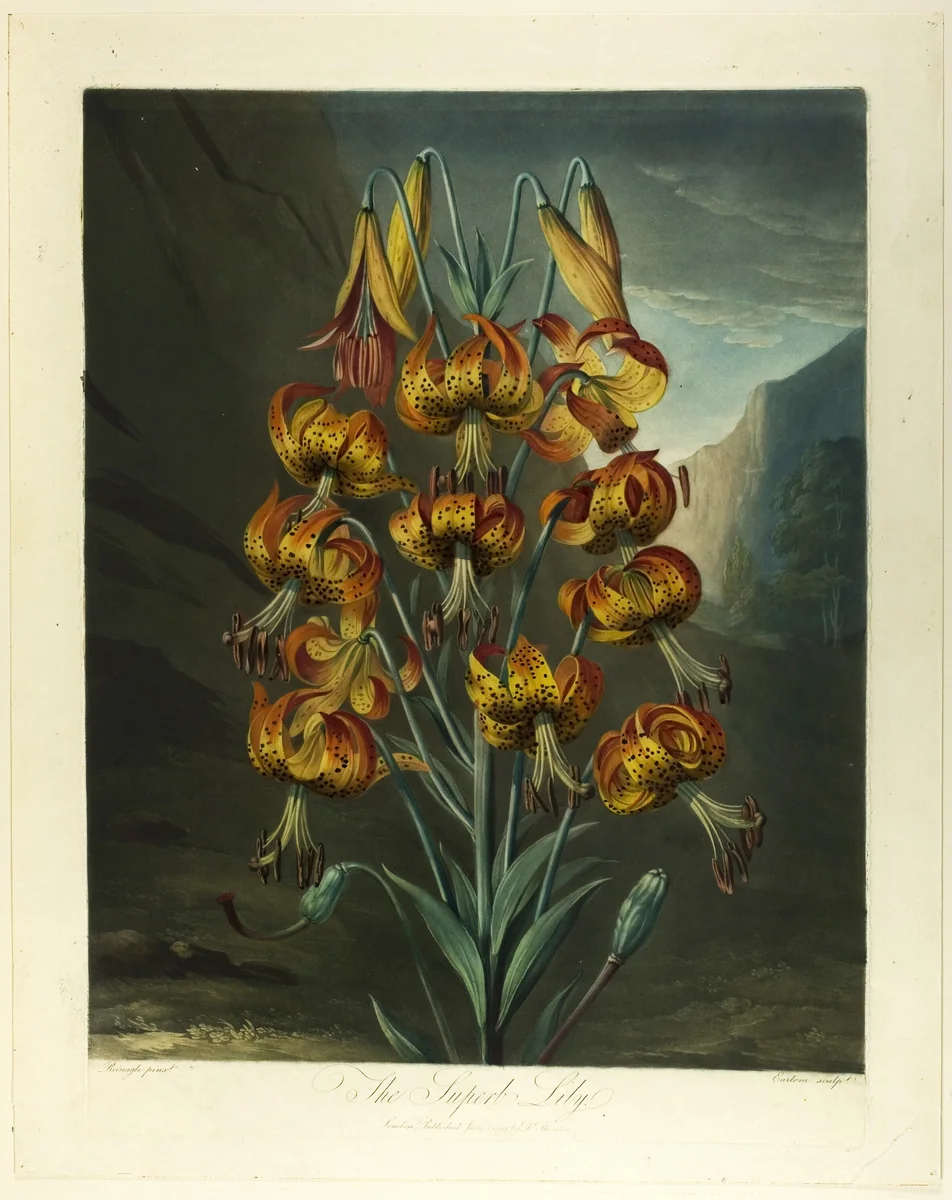 The Superb Lily, from The Temple of Flora by Richard Earlom
Richard Reinagle
Robert John Thornton, print, 1799