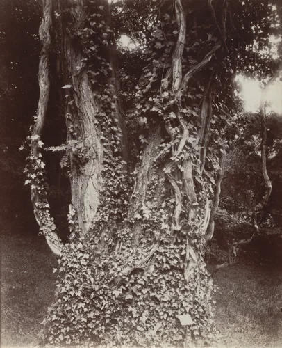 Acacia by Eugène Atget, photograph, 1922