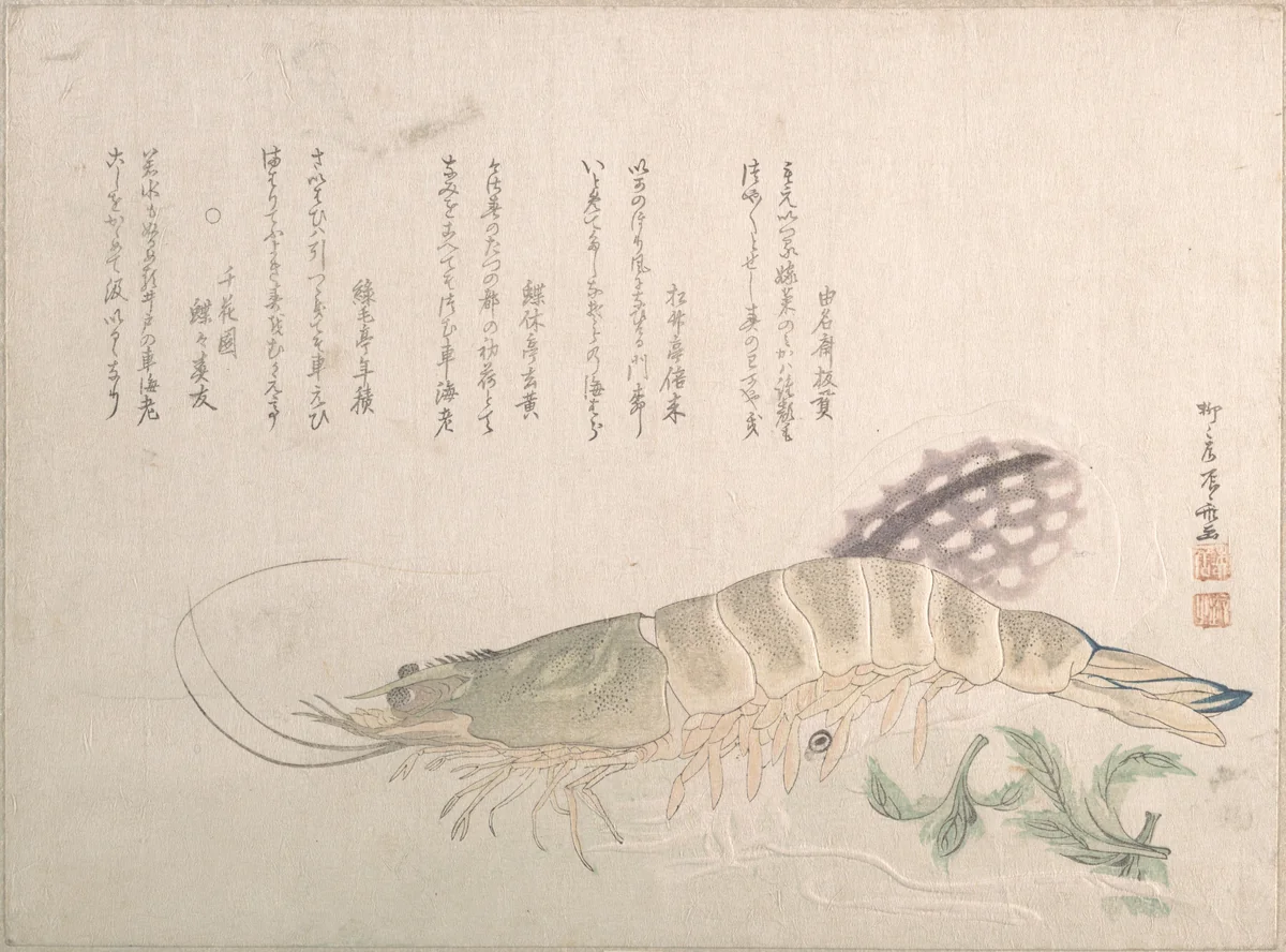 Shrimp and Cuttlefish by Ryūryūkyo Shinsai (柳々居辰斎), print, 1750-1835