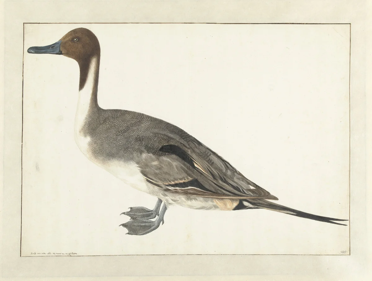 Drake Pintail by Rochus van Veen, drawing, 1682