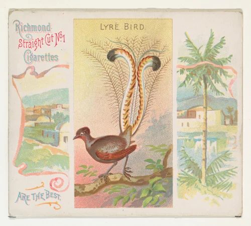 Lyre Bird, from Birds of the Tropics series (N38) for Allen & Ginter Cigarettes by Allen & Ginter, print, 1889