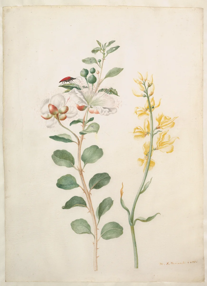 Study of Capers, Gorse, and a Beetle by Maria Sibylla Merian, drawing, 1693