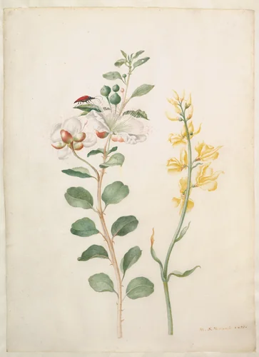 Study of Capers, Gorse, and a Beetle by Maria Sibylla Merian, drawing, 1693