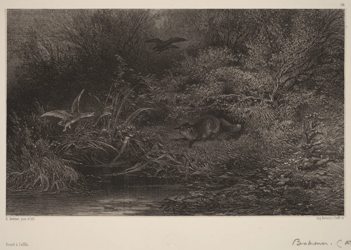 Renard à l'affût by Karl Bodmer, print, 1809-1893