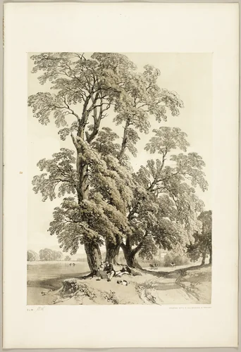 Elm, from The Park and the Forest by James Duffield Harding, print, 1841