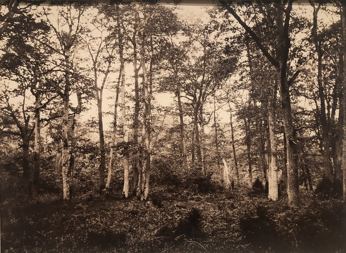 Near the Bodmer Oak, Fontainebleau by Eugène Cuvelier, photograph, 1860-1869
