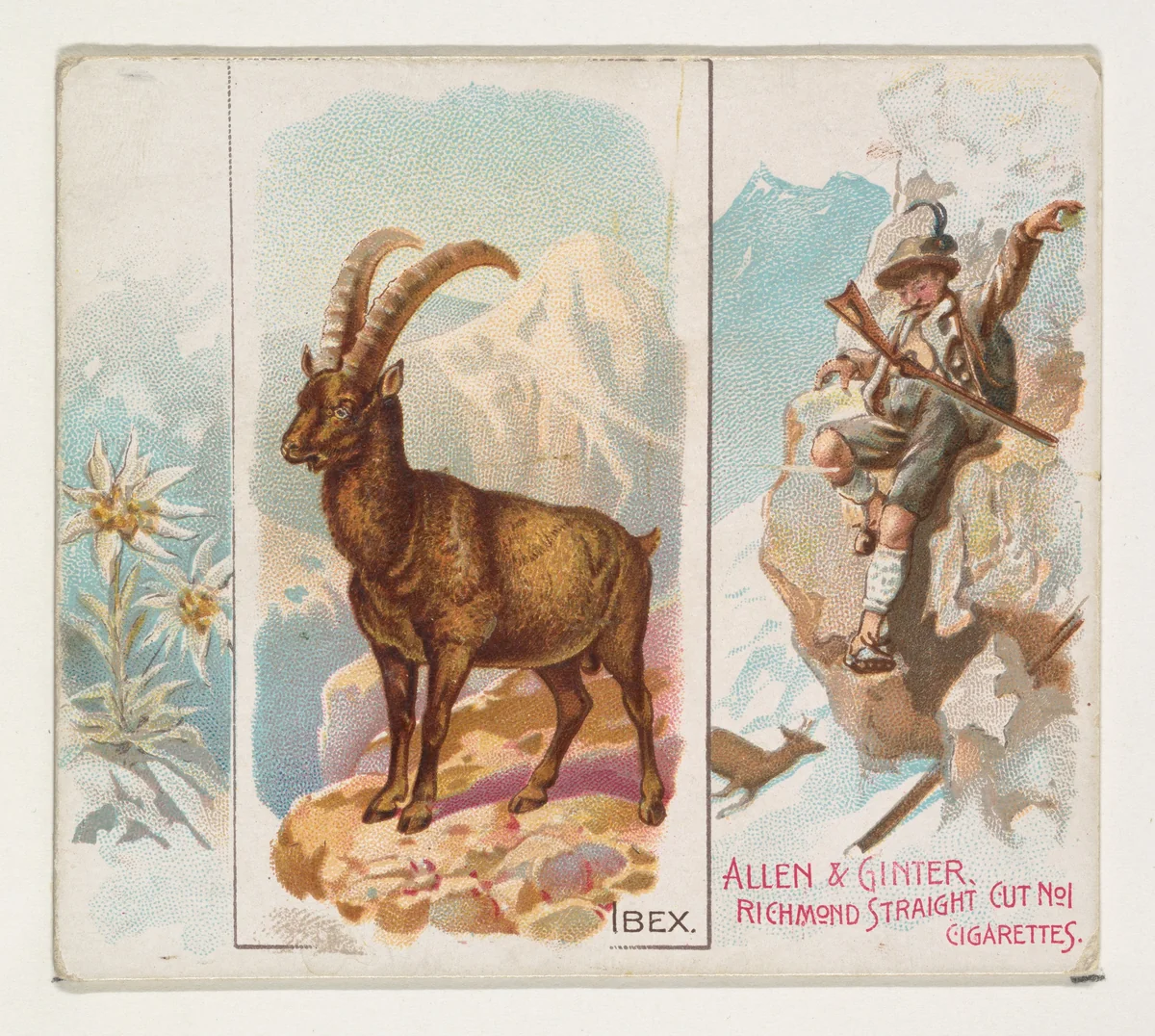 Ibex, from Quadrupeds series (N41) for Allen & Ginter Cigarettes by Allen & Ginter, print, 1890