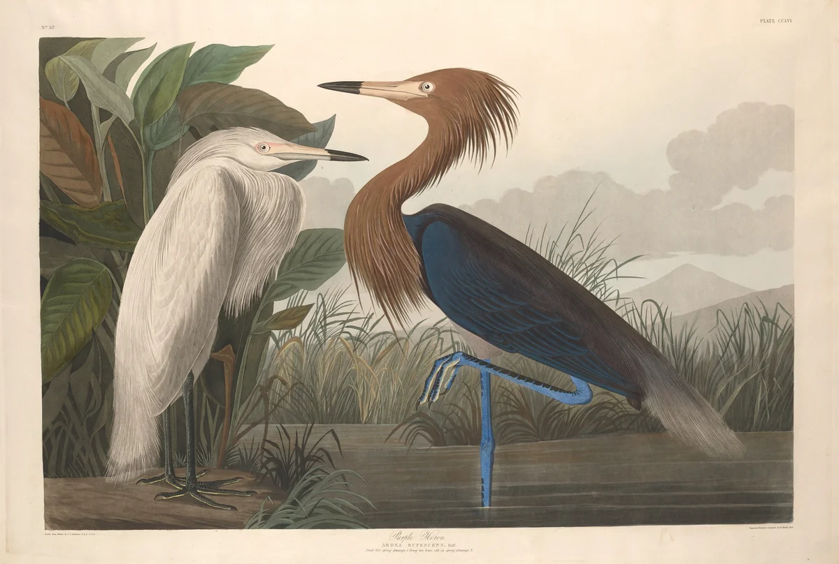 Purple Heron by Robert Havell, Jr.; John James Audubon, print, 1835