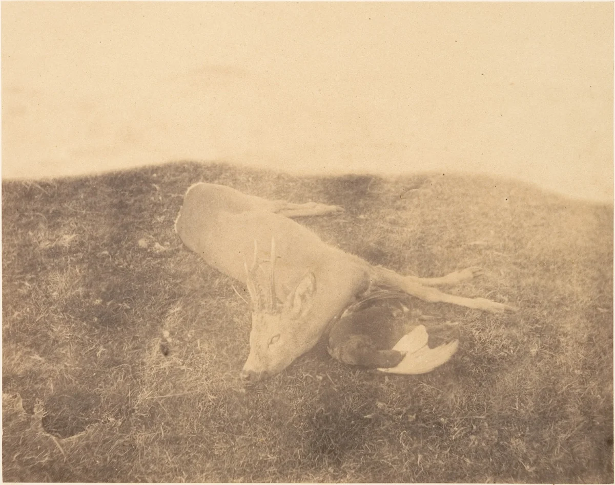 [Dead Roe Buck] by Horatio Ross, photograph, 1856-1859