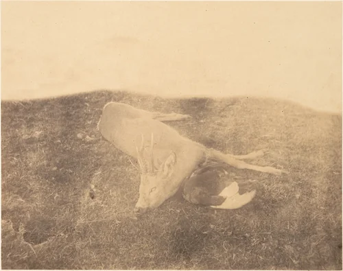 [Dead Roe Buck] by Horatio Ross, photograph, 1856-1859