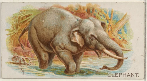 Elephant, from the Quadrupeds series (N21) for Allen & Ginter Cigarettes by Allen & Ginter, print, 1890