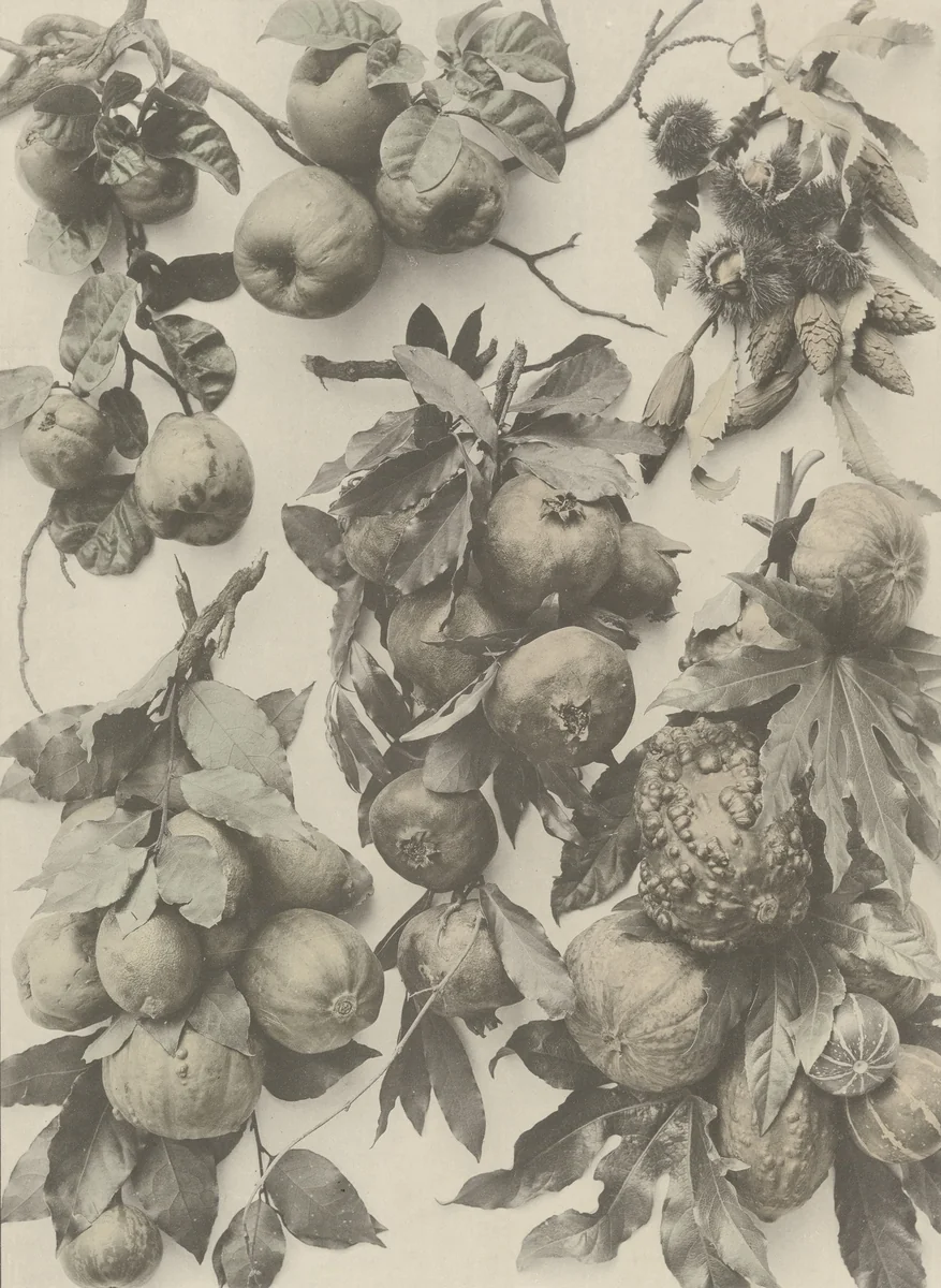 Page from Festons und Dekorative Gruppen by Unidentified Photographer, photograph, 1893