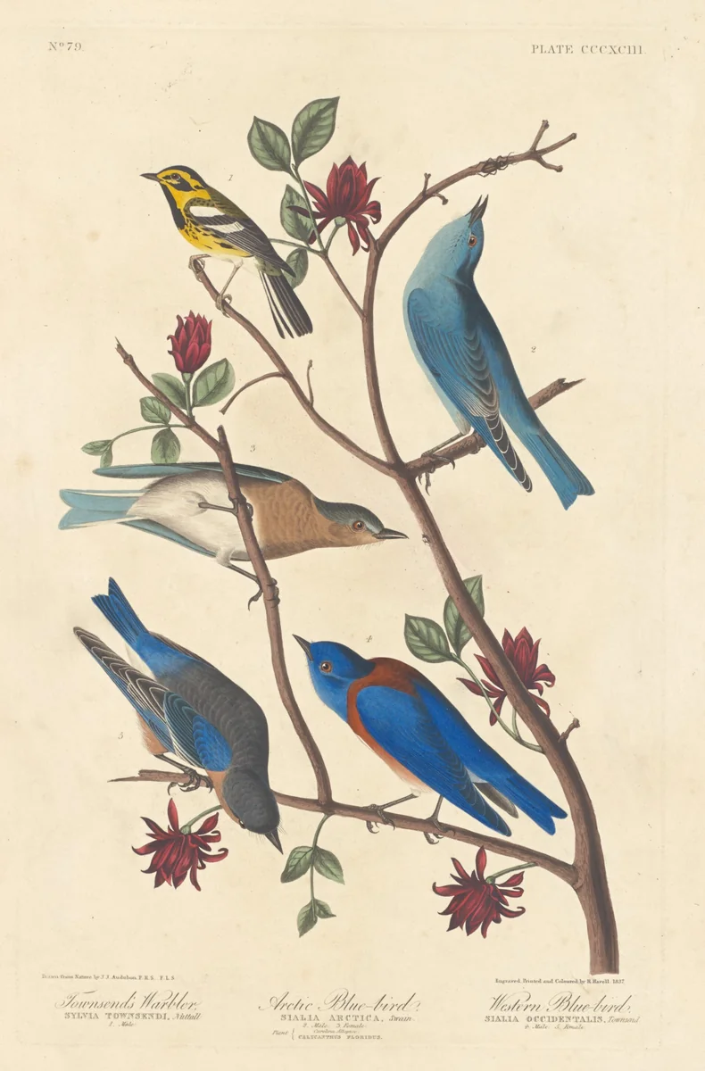 Townsend's Warbler, Arctic Blue Bird and Western Blue Bird by Robert Havell, Jr.; John James Audubon, print, 1837