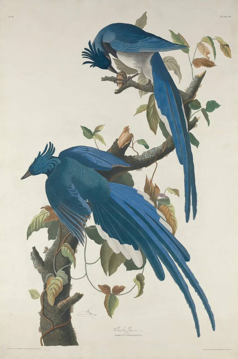 Columbia Jay by Robert Havell, Jr.; John James Audubon, print, 1830