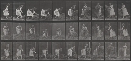 Plate Number 458. Lifting handfuls of hay, turning and throwing it down by Eadweard Muybridge, photograph, 1887