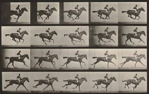 Plate Number 627. "Annie G." galloping by Eadweard Muybridge, photograph, 1887