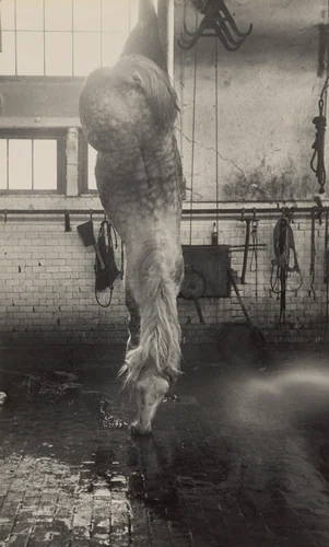 Dead Horse/Angers by Robert Frank, photograph, 1949