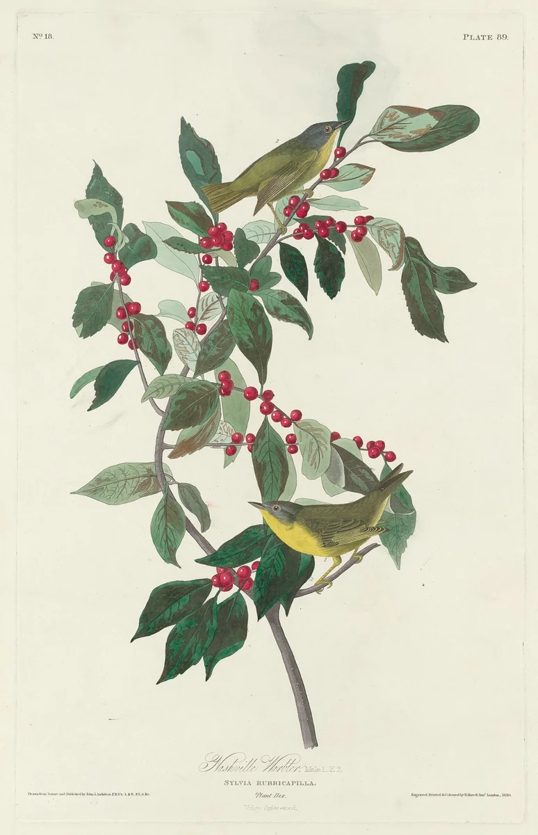 Nashville Warbler by Robert Havell, Jr.; John James Audubon, print, 1830