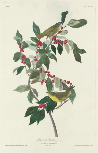 Nashville Warbler by Robert Havell, Jr.; John James Audubon, print, 1830
