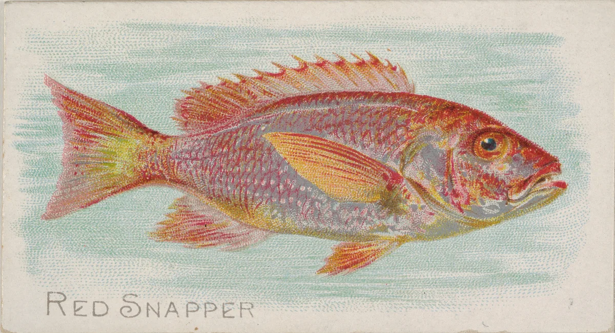 Red Snapper, from the Fish from American Waters series (N8) for Allen & Ginter Cigarettes Brands by Allen & Ginter, print, 1889