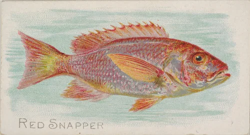 Red Snapper, from the Fish from American Waters series (N8) for Allen & Ginter Cigarettes Brands by Allen & Ginter, print, 1889