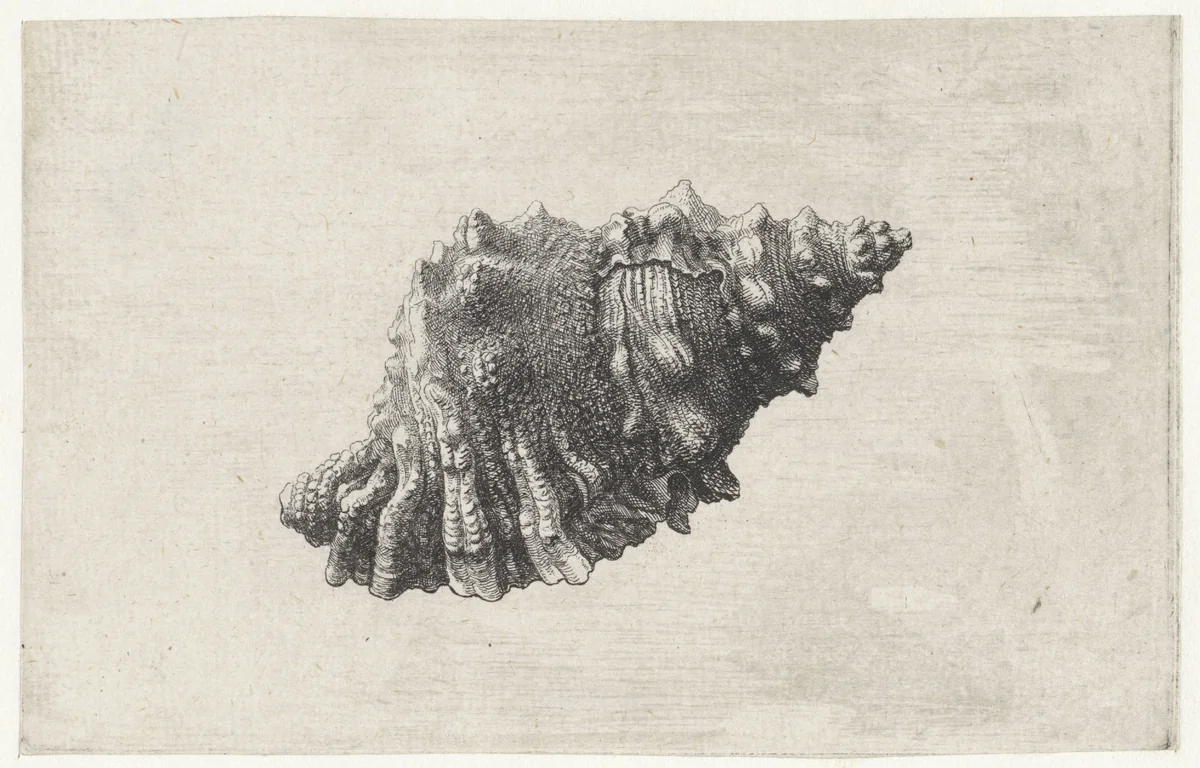 Schelp, bursa rubeta by Wenceslaus Hollar, print, 1644-1652