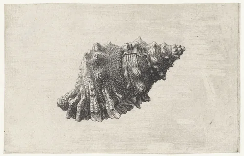 Schelp, bursa rubeta by Wenceslaus Hollar, print, 1644-1652