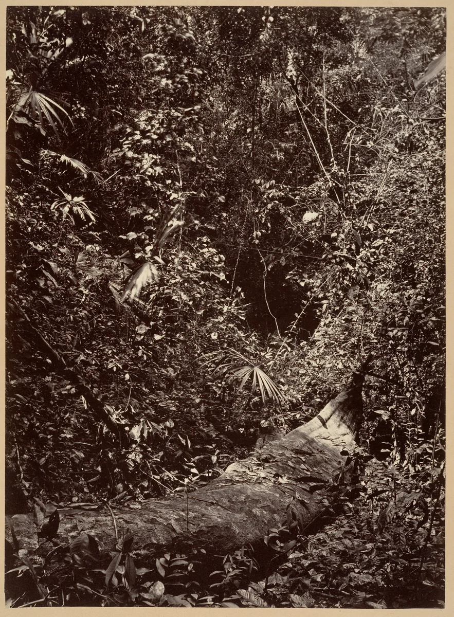 Tropical Scenery, Tropical Forest by John Moran, photograph, 1871